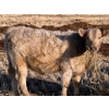 Image 6 : Copperfield Farming - 730# February Delivery Heifers - 120 Head (Vauxhall, AB)