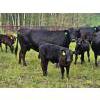 Image 11 : Vandenhoven Farms - 650# November Delivery Steer Calves - 95 Head (Rimbey, AB) VBP+