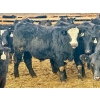 Image 10 : Stahlville Colony - 980# January Delivery Steers - 147 Head (Rockyford, AB)