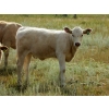 Image 7 : Ernie, Kathy & Kyle Lee - 550# Heifer Calves - 100 Head (Hanna, AB)