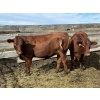 Image 4 : Flat Rock Farming - 29 March/April Calving Straight Red Bred Heifers (Strathmore, AB)