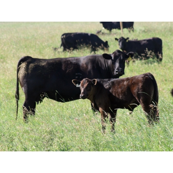 Goldridge Farming Co. - 500# October Delivery Steer Calves - 110 Head (Turin, AB)