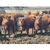 Image 4 : Greybanks Ranch - 870# April Delivery Steers - 110 Head (Three Hills, AB)