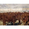Image 2 : Riverview Ranch Ltd. - 620# April Delivery Heifers - 80 Head (Bow Island, AB)