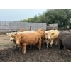 Image 7 : French's Farm - 1025# October Delivery Steers - 180 Head (Kelwood, MB)