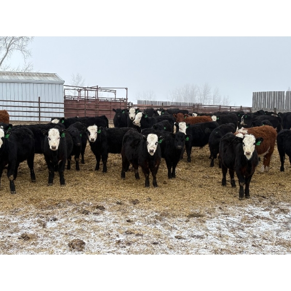 The Y Cattle Co. Ltd. - 650# March Delivery Heifers - 61 Head (Crossfield, AB)