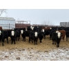 Image 1 : The Y Cattle Co. Ltd. - 650# March Delivery Heifers - 61 Head (Crossfield, AB)
