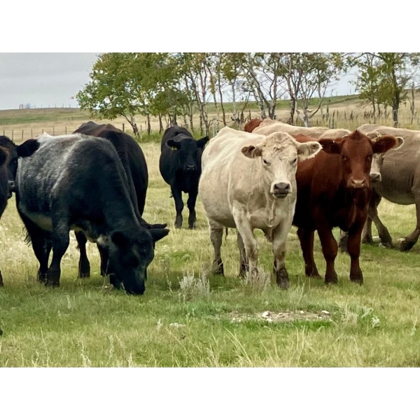 Kings Corner Farms - 840# October Delivery Grass Heifers - 75 Head (Corning, SK)