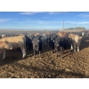 Image 4 : Westview Feeders - 850# October Delivery Heifers - 140 Head (Monarch, AB)
