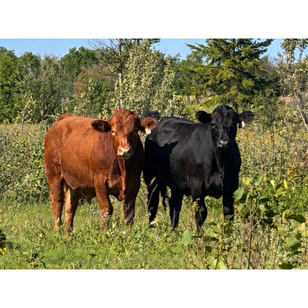 McIntosh Ranch - 1025# September Delivery Grass Steers - 58 Head (Eriksdale, MB)