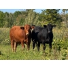 Image 1 : McIntosh Ranch - 1025# September Delivery Grass Steers - 58 Head (Eriksdale, MB)