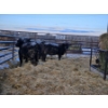 Image 2 : Joel Meier - 4 Black Heifers (Pen 621)