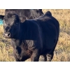 Image 17 : Jordan & Kelli Hoopfer - 660# November Delivery Steer Calves - 90 Head (Gadsby, AB)