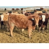 Image 6 : Stahlville Colony - 960# January Delivery Steers - 188 Head (Rockyford, AB)