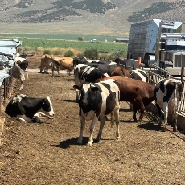 Idaho Dairies/Ranches - 44 Mixed (Burley, ID)