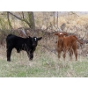 Image 2 : Lamb Cattle Company - 525# October Delivery Steer Calves - 230 Head (Hanley, SK)
