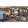 Image 8 : Cattlewood Farms Ltd. - 670# July Delivery Heifers - 87 Head (Fincastle, AB)