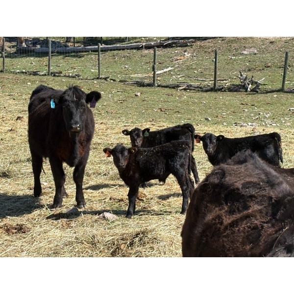 Kingsclere Ranch - 30 Black Angus X 1st Calf Pairs (Parson, BC)
