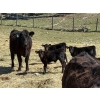 Image 1 : Kingsclere Ranch - 30 Black Angus X 1st Calf Pairs (Parson, BC)