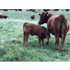 Image 8 : Ed & Connie Gammie - 495# December Delivery Steer Calves - 120 Head (Handhills, AB)