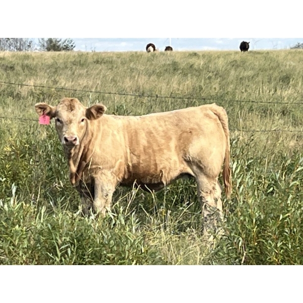 Greg & Melissa Kelts - 640# October Delivery Steer Calves - 60 Head (Consort, AB)