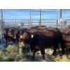Image 2 : Spruce Ridge Farms  - 19 3 Year-Old Cows (Pen 427)