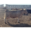 Image 3 : Cunningham Cattle Co. - 1550# August Delivery Grain Fed Cows - 55 Head (Sundre, AB)
