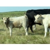 Image 3 : Cluny Colony - 680# October Delivery Steer Calves - 70 Head (Cluny, AB)
