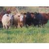 Image 2 : Tanner Grose & Robin Poole - 910# September Delivery Grass Heifers - 68 Head (Moosomin, SK)