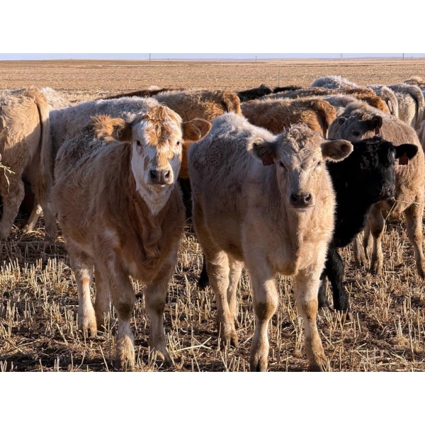 Copperfield Farming - 730# February Delivery Heifers - 120 Head (Vauxhall, AB)