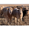 Image 1 : Copperfield Farming - 730# February Delivery Heifers - 120 Head (Vauxhall, AB)