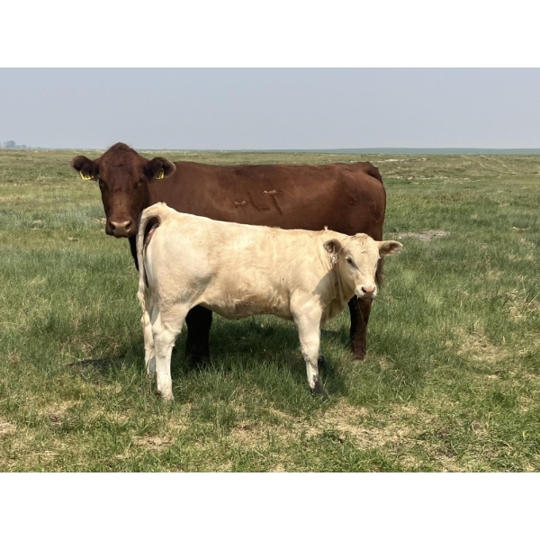 MacMillan Farming Co. - 500# July Delivery Heifer Calves - 180 Head (Cayley, AB) VBP+