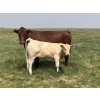 MacMillan Farming Co. - 500# July Delivery Heifer Calves - 180 Head (Cayley, AB) VBP+