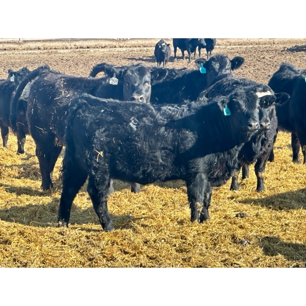Stahlville Colony - 900# February Delivery Heifers - 55 Head (Rockyford, AB)