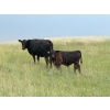 Image 5 : Wintering Hills Colony - 750# October Delivery Steer Calves - 80 Head (Hussar, AB)