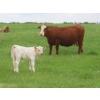 Image 8 : 6 S Feeders Inc. - 1500# October Delivery Cows - 42 Head (Moosomin, SK)