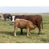 Image 5 : Les Cook/Alyssa & Vince Colven - 600# October Delivery Steer Calves - 70 Head (Loverna, SK)
