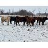 Image 10 : Hines Ranching - 900# Dec/Jan Delivery Yearling Steers - 70 Head (Marwayne, AB)