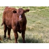 Image 11 : Ben Penner - 700# October Delivery Steer Calves - 50 Head (Purple Springs, AB)