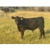 Image 3 : Brad, Kelly & Oliver Deschamps - 490# October Delivery Steer Calves - 100 Head (Patricia, AB)