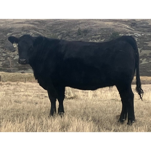 One Mile Ranch - 13 Black Angus Spring Calving Bred Heifers (Cowley, AB)