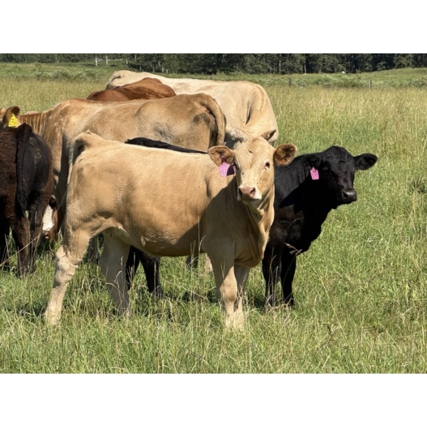 Tanner & Michelle Lawton - 580# November Delivery Heifer Calves - 50 Head (Eckville, AB)