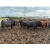 Image 9 : Chipping Hill Cattle Co. - 1000# September Delivery Steers - 120 Head (MacGregor, MB)