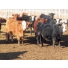 Image 8 : Hebert Livestock Ventures - 635# February Delivery Steers - 100 Head (Wawota, SK) VBP+