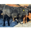 Image 5 : Attema Farms Ltd. - 970# February Delivery Steers - 64 Head (Bentley, AB)