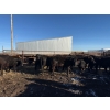 Image 12 : Poplarview Stock Farm - 1050# November Delivery Grass Steers - 116 Head (Pipestone, MB)