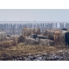 Image 2 : Lowe Ranches - 703# December Weaned Heifers - 99 Head (Nanton, AB)