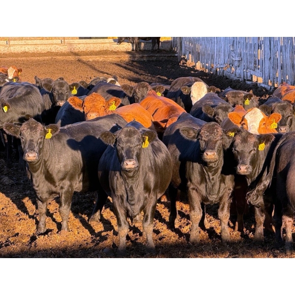 Rob Mossey - 1000# September Delivery Heifers - 60 Head (Vauxhall, AB)