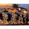 Image 1 : Rob Mossey - 1000# September Delivery Heifers - 60 Head (Vauxhall, AB)