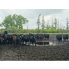 63  Chapman Cattle Co.  775 Virgin Bulls  50 Head (Stettler, AB)
